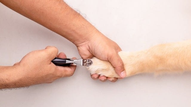 how to cut nails of dog