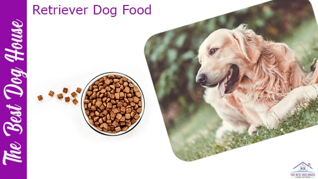 retriever dog food