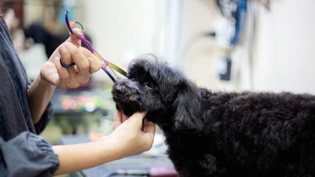 how to cut a dog's hair with clippers