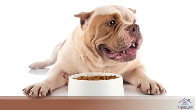 Primal dog food