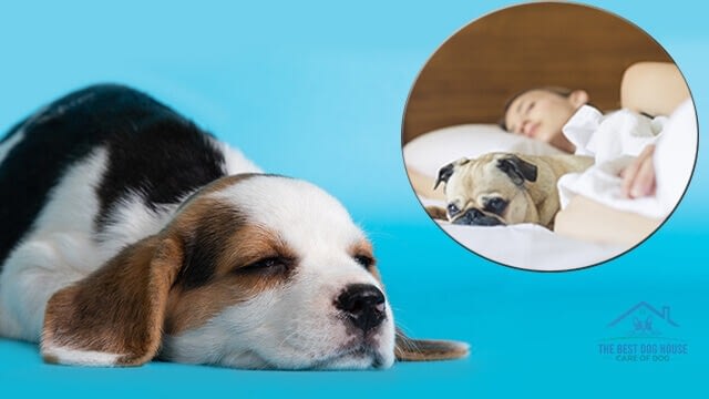 Why your dog shouldn't sleep with you