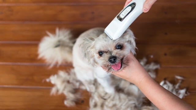 Can you cut a dog's hair with human clippers