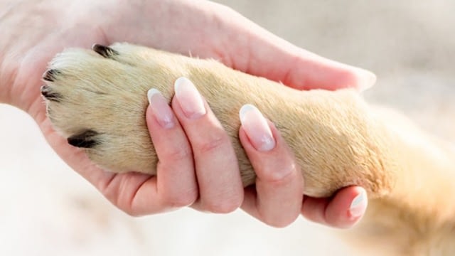 What Happens if your Dog’s Nails Grow Too Long?