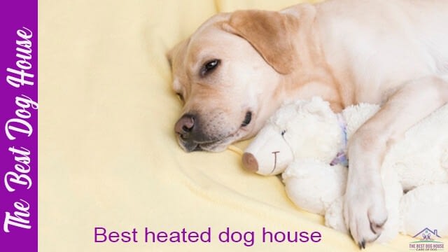 heated dog house