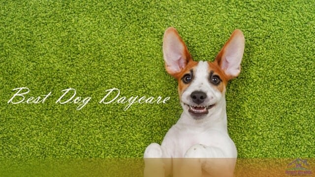 Dog daycare