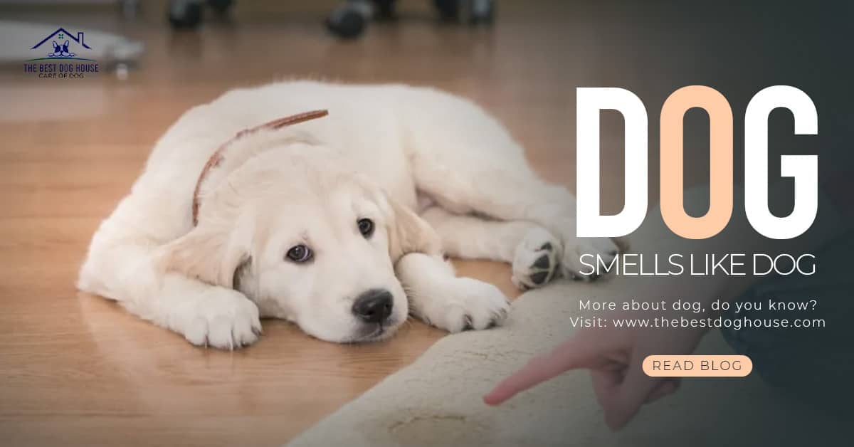 How to Tell If Your House Smells Like Dog