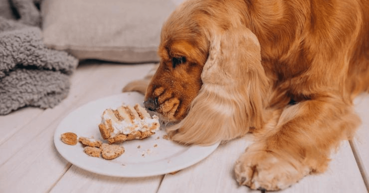 Foods can't be eaten by dog