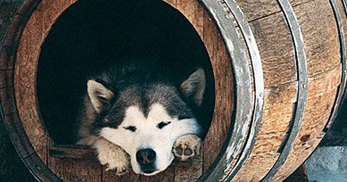 How to Insulate a Barrel Dog House