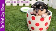 can dogs get hiccups