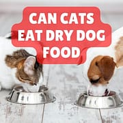 Can Cats Eat Dry Dog Food