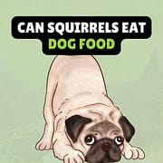 Can Squirrels Eat Dog Food