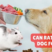 Can Rats Eat Dog Food