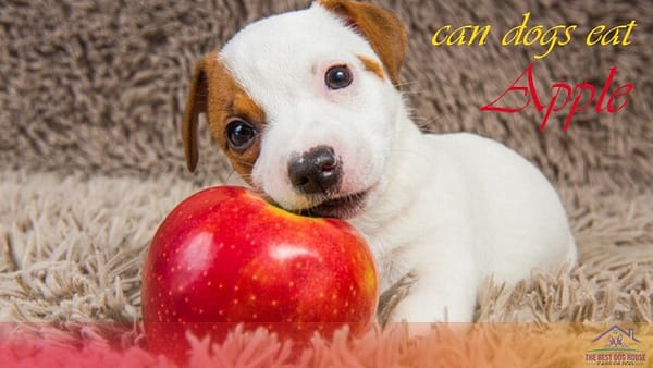 Can dogs eat apple