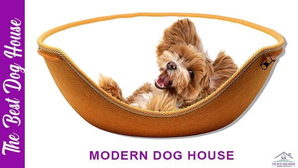 Modern dog house