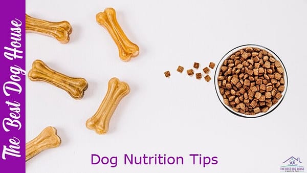 dog nutrition tips