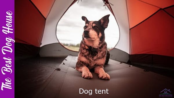 dog tent