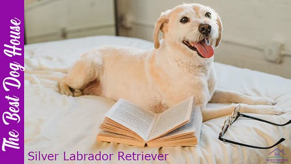 Silver Labrador Retriever