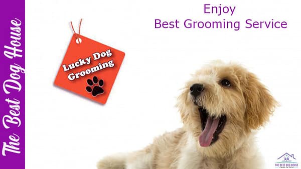 lucky dog grooming