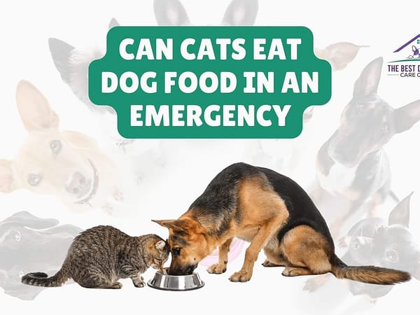 Can Cats Eat Dog Food in an Emergency
