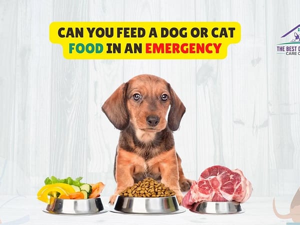  Can You Feed a Dog or Cat Food in an Emergency