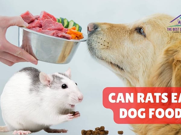 Can Rats Eat Dog Food