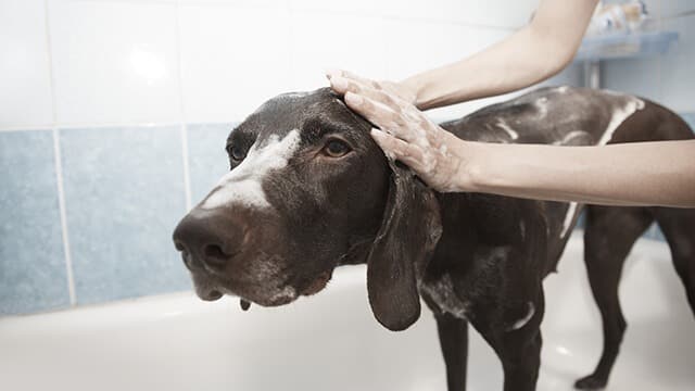 Bath your dog maintaining the proper gap