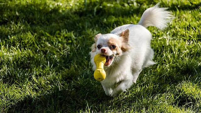 Can Dogs Be Left Outside Without Toys or Other Dogs?