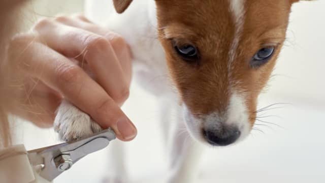 How often do you need to trim your dog's nails?
