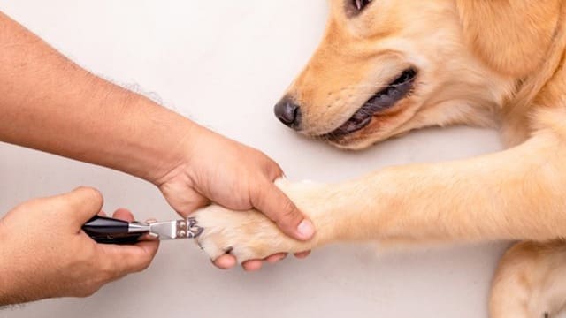 Is it important to trim a dog's nails?