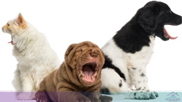 dog separation anxiety training