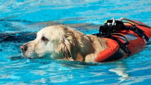 Do you like to be your pup's lifeguard?