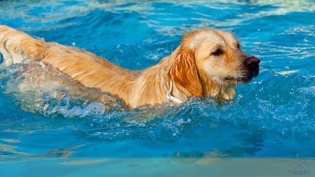 Teaching a dog to swim