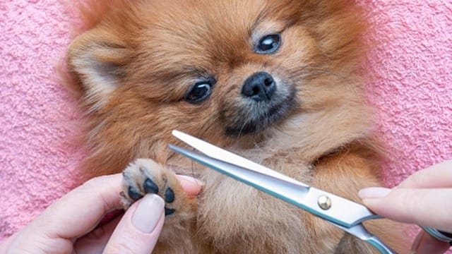 At-home dog grooming tips