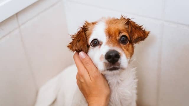 Grooming schedule for short-haired dogs