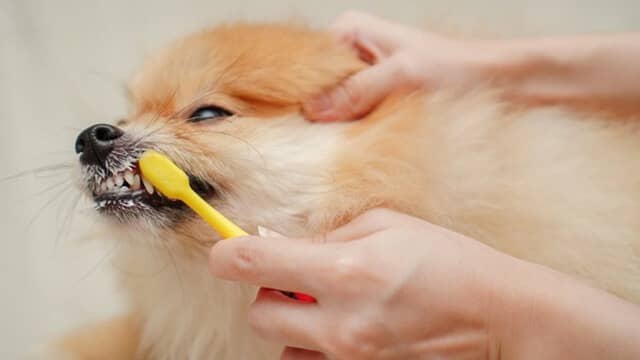 how Often Should You Brush Your Dog's Teeth