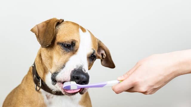 whenShould You Brush Your Dog's Teeth