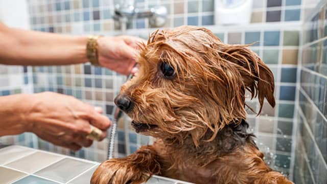 Homemade Flea Shampoo for Dogs