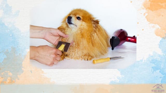 Groom a dog at home
