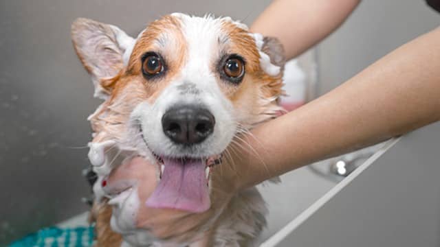 Why you should bathe your dog