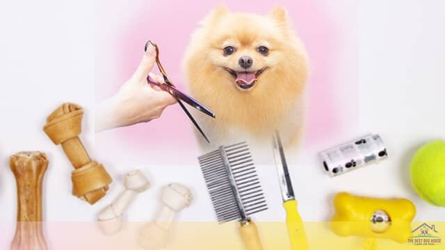 dog-grooming
