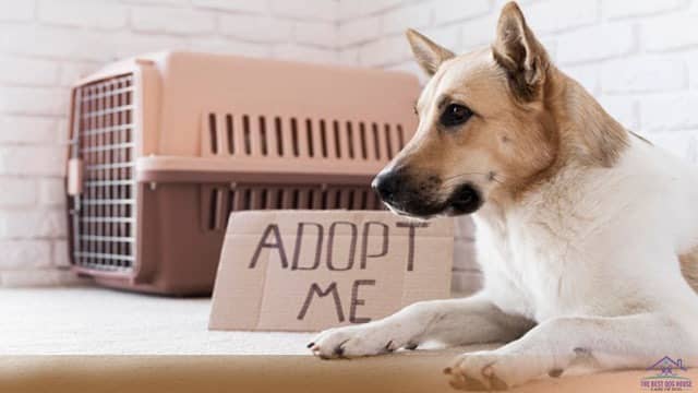 how much does it cost to adopt a dog
