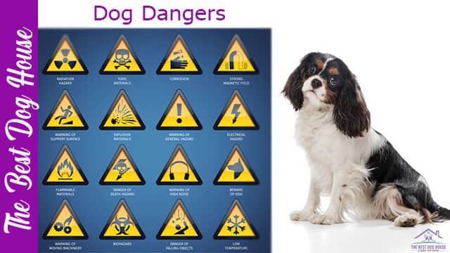 dog dangers