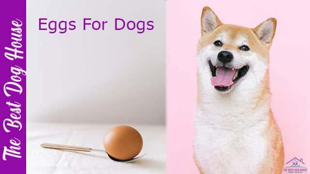 eggs for dogs