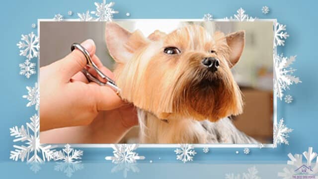 how to trim a dog's face