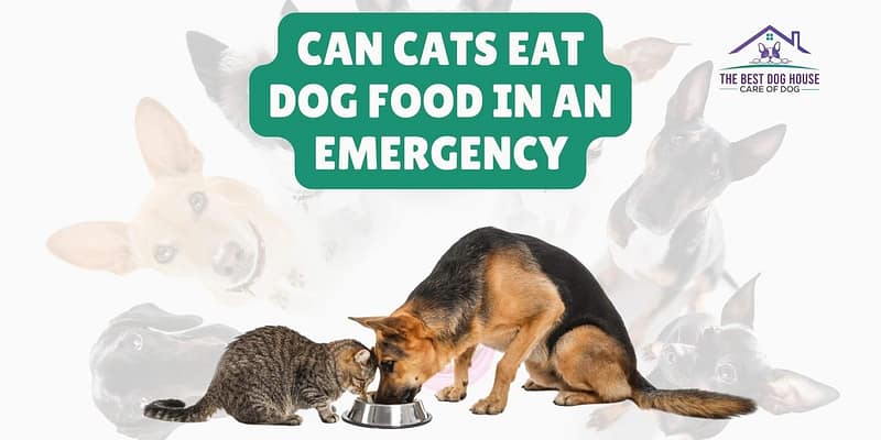 Can Cats Eat Dog Food in an Emergency