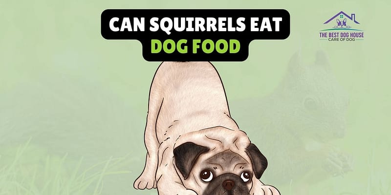 Can Squirrels Eat Dog Food