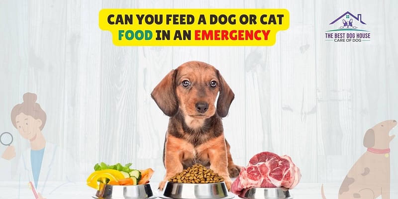  Can You Feed a Dog or Cat Food in an Emergency