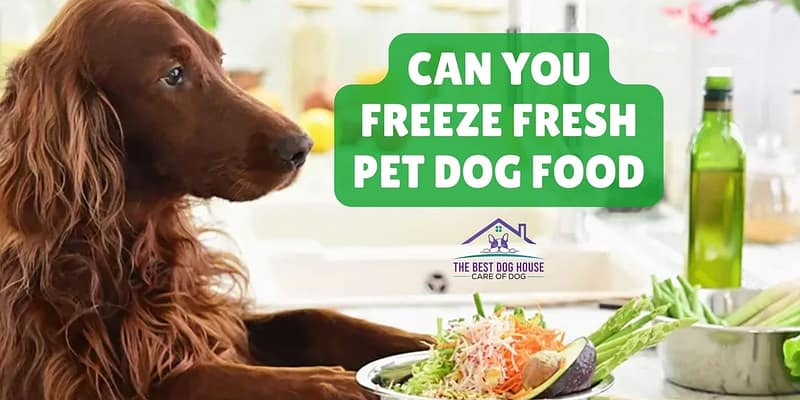 Can you freeze fresh pet dog food
