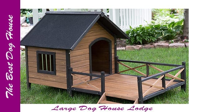The dog house
